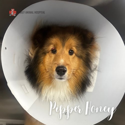 Photo post from familyanimalhospitalcm.