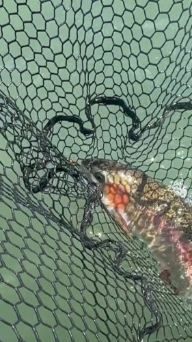Video post from confluenceoutfitters.