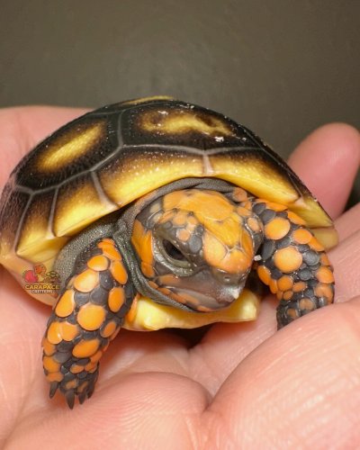 Photo post from carapacecritters.