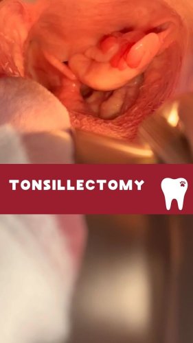 Video post from toothy.thomson.