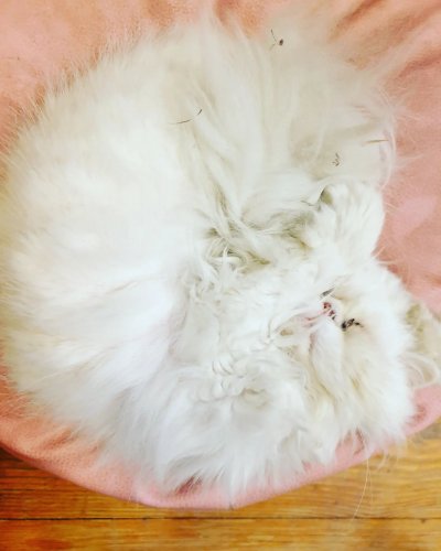 Photo post from peri.renata.glinkowska.