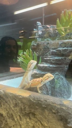 Video post from njexoticpets.