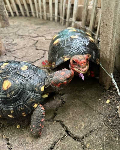 Photo post from carapacecritters.