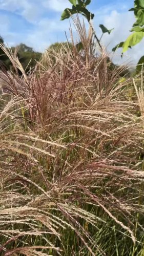 Video post from sussexprairies.