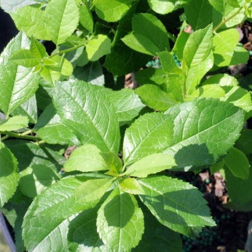 Photo post from backyardgardener.