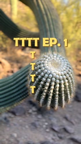 Video post from visittucson.