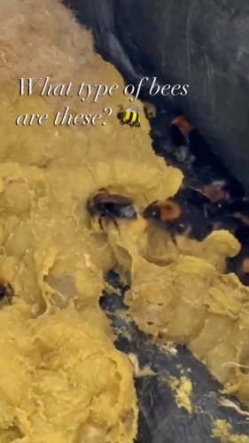 Video post from gardenhousebrighton.