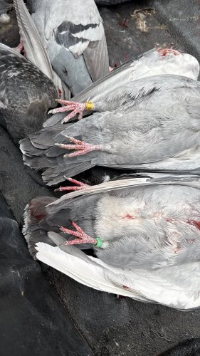 Video post from desertkingsfalconry.