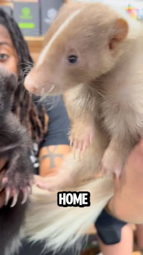 Video post from njexoticpets.