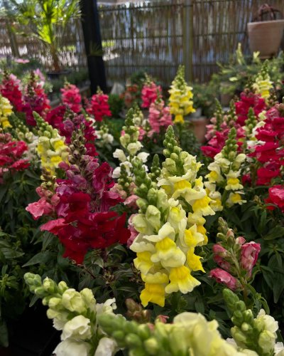 Photo post from blomsterborsen.