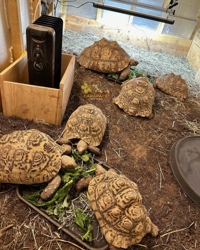 Photo post from carapacecritters.