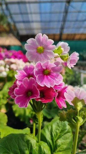 Video post from purkinje_crazyforplants.