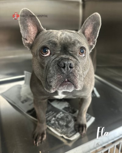 Photo post from familyanimalhospitalcm.