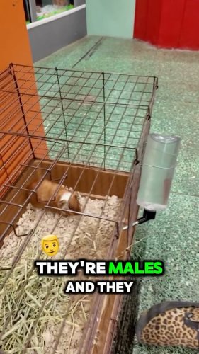 Video post from njexoticpets.