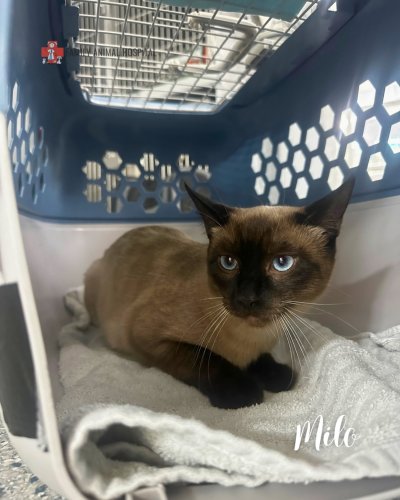 Photo post from familyanimalhospitalcm.