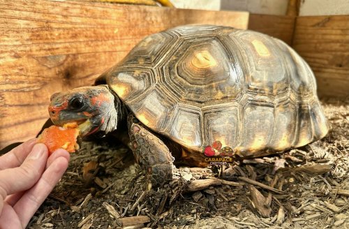 Photo post from carapacecritters.