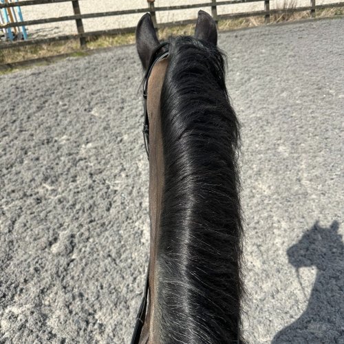Photo post from mbddressage.