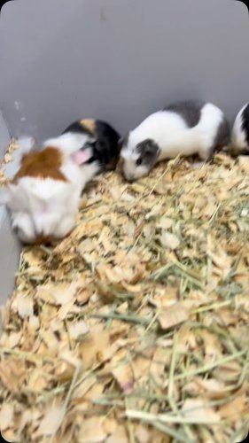 Video post from njexoticpets.