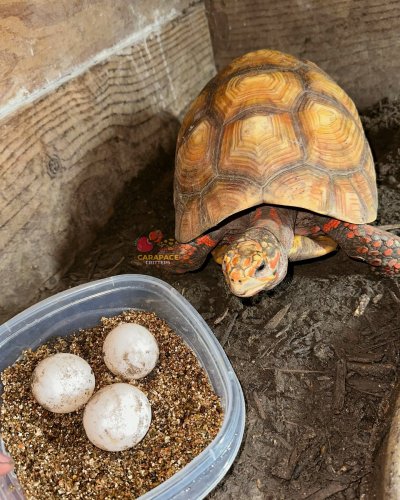 Photo post from carapacecritters.