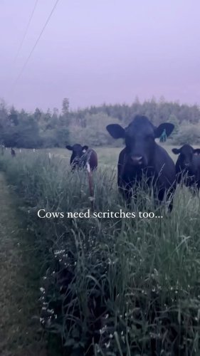 Video post from hungryhollowfarm.