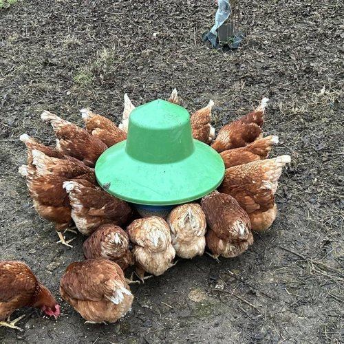 Carousel post from crowmarshbattlefarms.