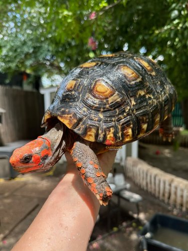 Photo post from carapacecritters.