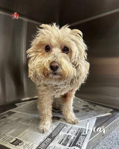 Photo post from familyanimalhospitalcm.