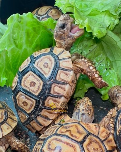 Photo post from carapacecritters.