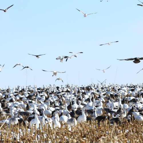 Photo post from northernskiesoutfitters.