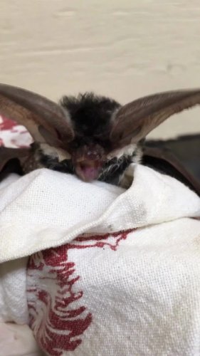 Video post from wildliferescuebc.