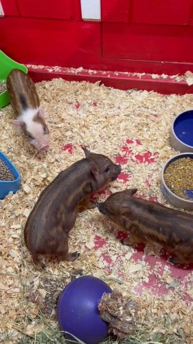 Video post from njexoticpets.
