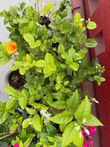 Carousel post from purkinje_crazyforplants.
