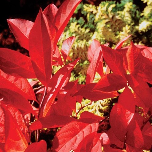 Photo post from backyardgardener.