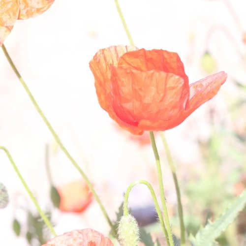 Carousel post from illumina_photos.