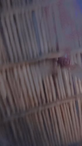 Video post from dasbuddhadev547.