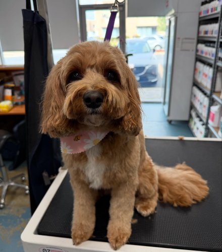 Carousel post from k9playtimedoggydaycare.