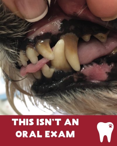 Carousel post from toothy.thomson.