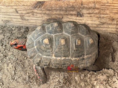 Photo post from carapacecritters.