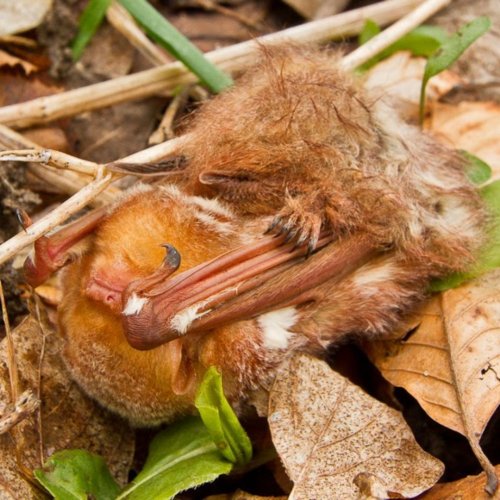 Photo post from nationalwildlife.