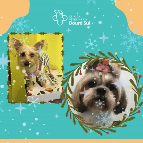 Video post from clinica_veterinaria_dourosul.
