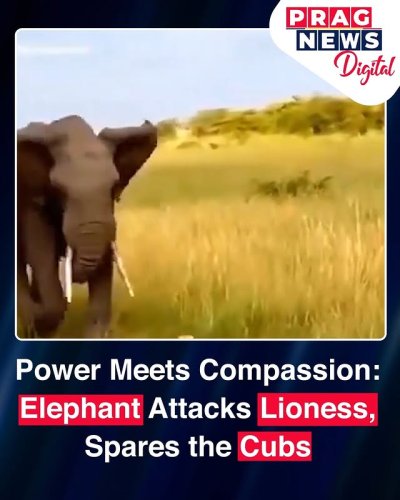 Video post from pragnewsofficial.