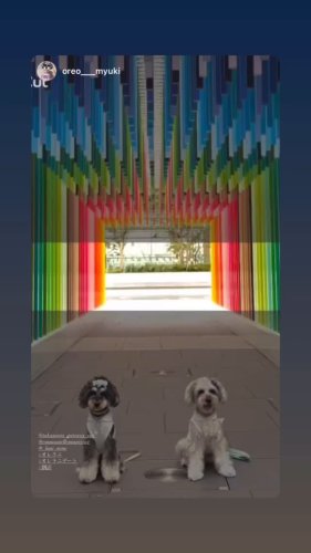 emmanuelle moureaux INC. — news