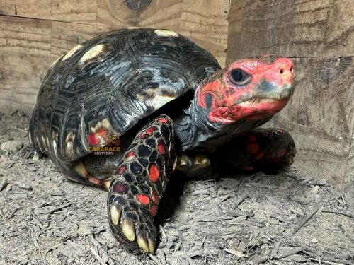 Photo post from carapacecritters.