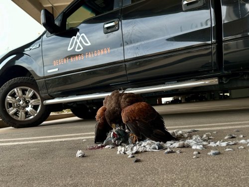 Photo post from desertkingsfalconry.