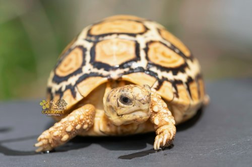 Photo post from carapacecritters.