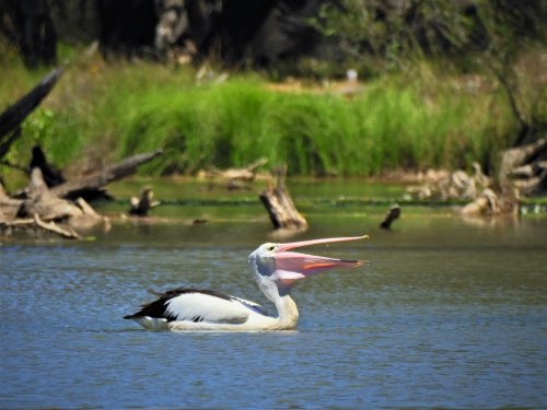 Photo post from alburycity.