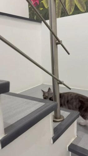 Video post from clinica_veterinaria_dourosul.