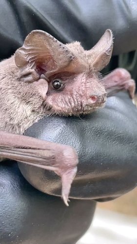 Video post from austinbatrefuge.