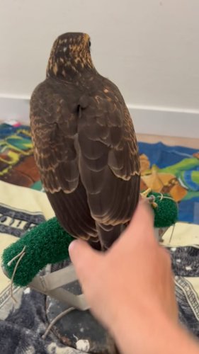 Video post from desertkingsfalconry.