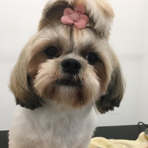 Carousel post from clinica_veterinaria_dourosul.